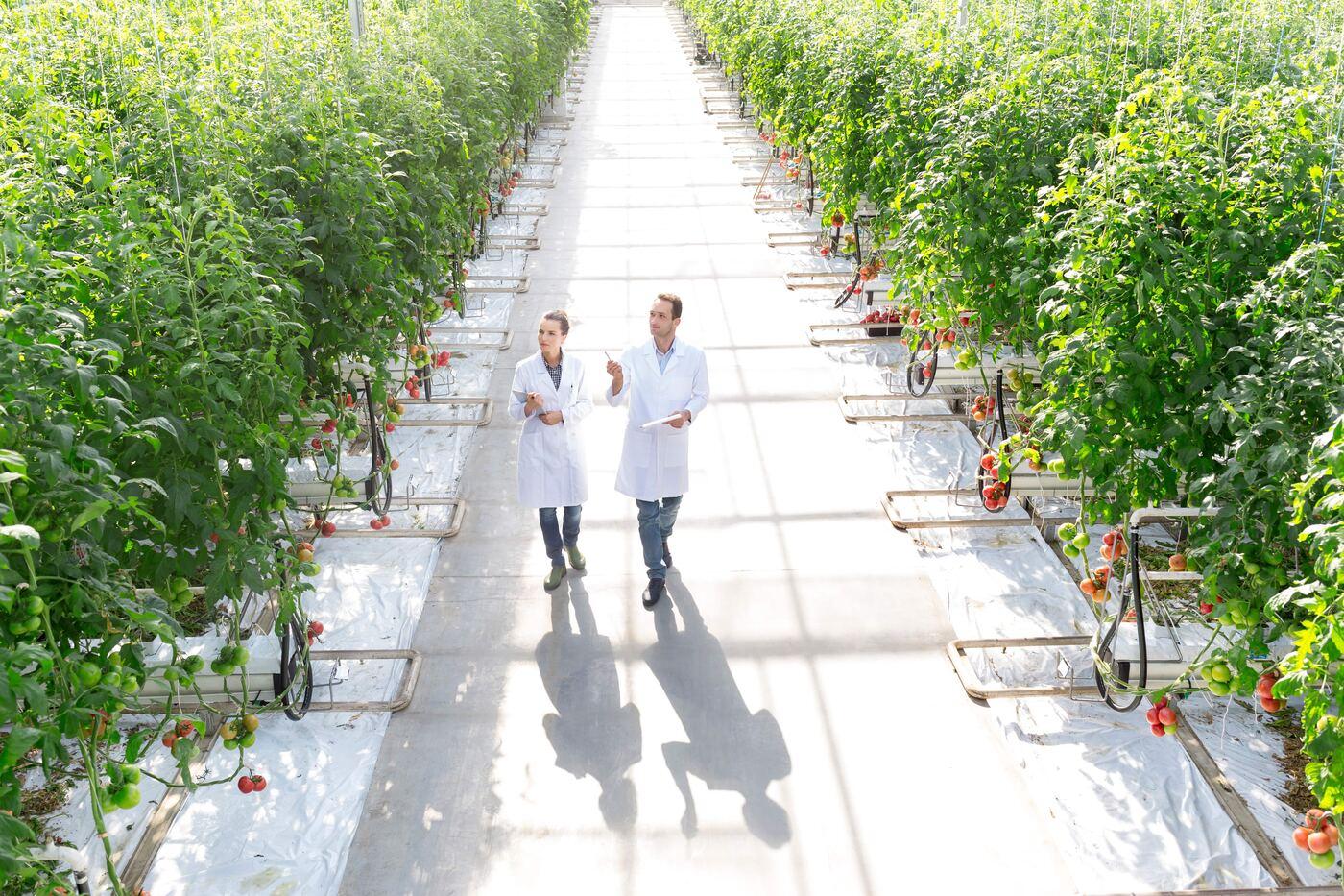 Revisando tomate en invernadero