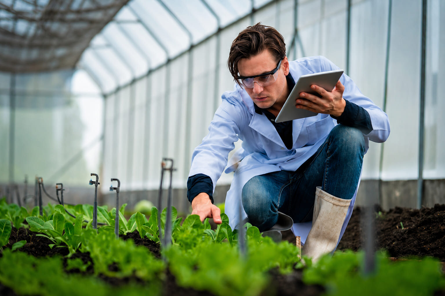 Agrónomo revisando plántulas de lechuga con una tableta en un invernadero
